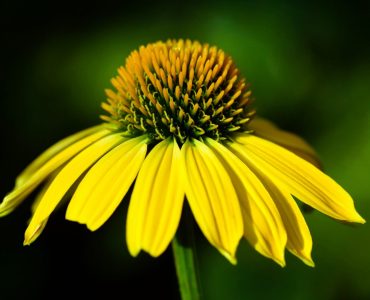coneflower-2532183_1920-1620x1080-1.jpg