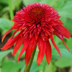 coneflower-841862_1920-1109x1080-1.jpg