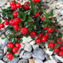 cotoneaster-215108_1920-1440x1080-1.jpg