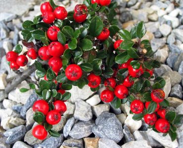 cotoneaster-215108_1920-1440x1080-1.jpg