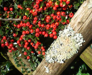 cotoneaster-363398_1920-1440x1080-1.jpg