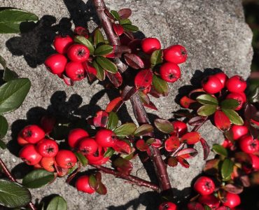 cotoneaster-3744820_1920-911x1080-1.jpg
