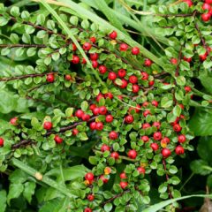 cotoneaster-4506645_1920-1-1620x1080-1.jpg