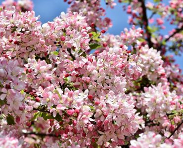 crabapple-tree-4137543_1920-1620x1080-1.jpg
