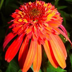 echinacea-557511_1920-1071x1080-1.jpg