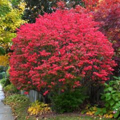 euonymus_alatus_toronto.jpg