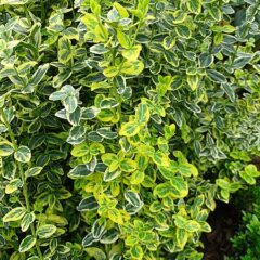 euonymus_fortunei_emeraldin_gold_herberstein_02.jpg