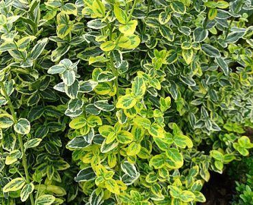 euonymus_fortunei_emeraldin_gold_herberstein_02.jpg