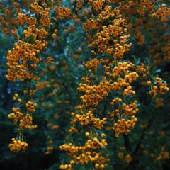 firethorn-694132_1920-810x1080-1.jpg