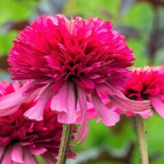 flower-2110251_1920-1620x1080-1.jpg