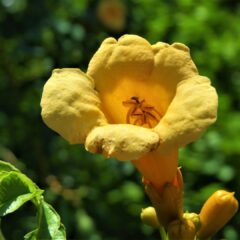 flower-2486303_1920-1440x1080-1.jpg
