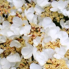 flower-346545_1920-1696x1080-1.jpg
