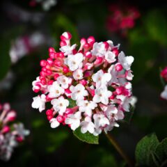 flower-6163698_1920-1620x1080-1.jpg