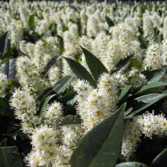 flower_of_prunus_laurocerasus_02.jpg