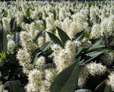 flower_of_prunus_laurocerasus_02.jpg