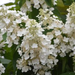 flowers-2520012_1920-1620x1080-1.jpg