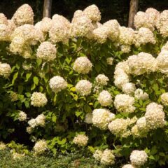 flowers-2611798_1920-1625x1080-1.jpg