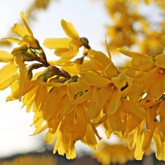 flowers-5965170_1920-1620x1080-1.jpg