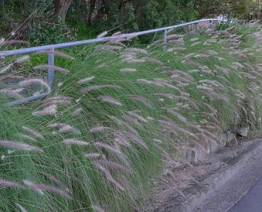 fountain_grass_on_roadside_8651368573.jpg