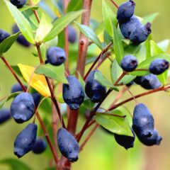 fruit-4587350_1920-1620x1080-1.jpg