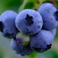 fruit-6605641_1920-1620x1080-1.jpg