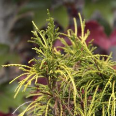 gold-cypress-3776411_1920-1611x1080-1.jpg