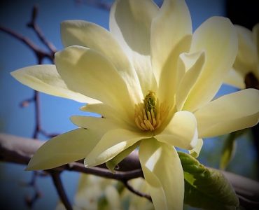 Spring 2008 Jardin Botanique de Montréal Botanical Gardens