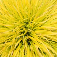grass-963094_1920-1620x1080-1.jpg