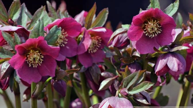 Ciemiernik Double Ellen Purple (Helleborus orintalis)