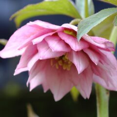 helleborus-1269x1080-1.jpg