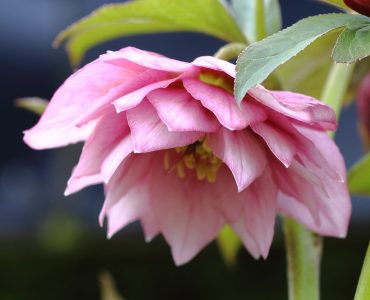 helleborus-1269x1080-1.jpg