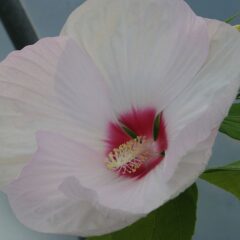hibiscus_moscheutos_-_flickr_-_peganum.jpg