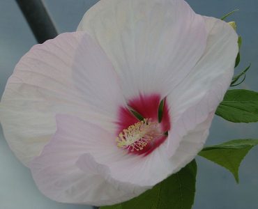 hibiscus_moscheutos_-_flickr_-_peganum.jpg