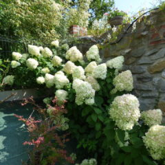 hortensja_bukietowa._hydrangea_paniculata_01-1440x1080-1.jpg