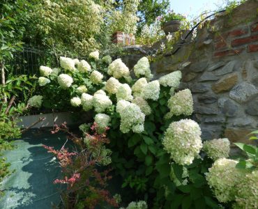 hortensja_bukietowa._hydrangea_paniculata_01-1440x1080-1.jpg