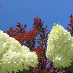 hydrangea-1579589_1920.jpg