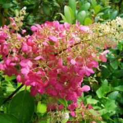 hydrangea-1600399_1920-1440x1080-1.jpg