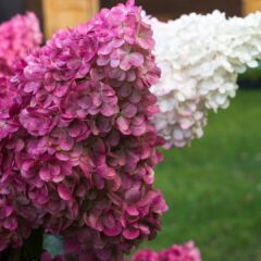 hydrangea-4495148_1920-1620x1080-1.jpg
