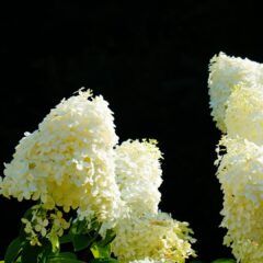 hydrangea-6691412_1920-1625x1080-1.jpg