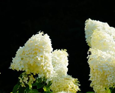 hydrangea-6691412_1920-1625x1080-1.jpg
