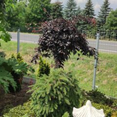 img_20210727_111851-811x1080-1.jpg