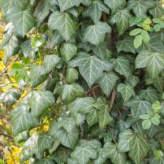 ivy-745659_1920-1620x1080-1.jpg