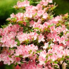 japanese-garden-3669155_1920-1620x1080-1.jpg