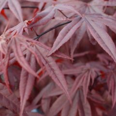 japanese-maple-4504392_1920-1620x1080-1.jpg