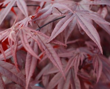 japanese-maple-4504392_1920-1620x1080-1.jpg