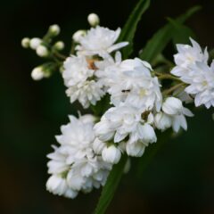 jasmine-5226616_1920-1620x1080-1.jpg