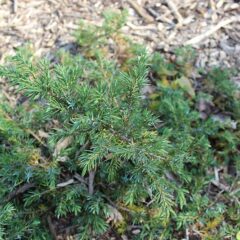 juniperus_communis_green_carpet_01.jpg