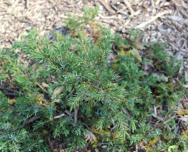 juniperus_communis_green_carpet_01.jpg