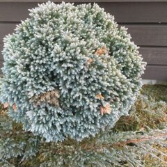juniperus_squamata_blue_star.jpg
