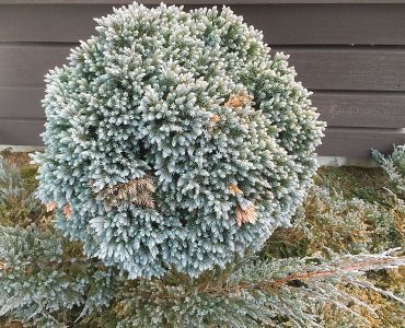 juniperus_squamata_blue_star.jpg